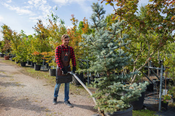 Best Tree Removal  in Pelham, AL