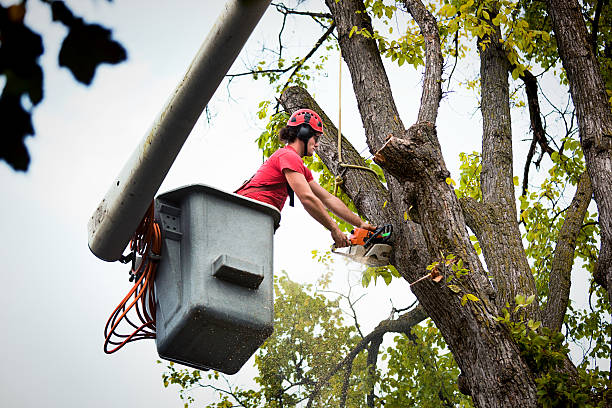 Trusted Pelham, AL Tree Care Services Experts