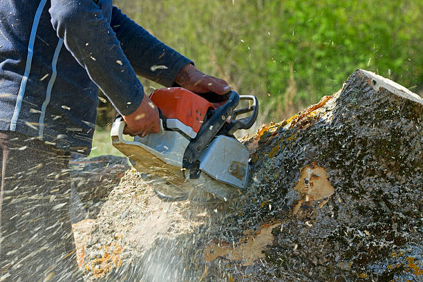 Best Tree Preservation Services  in Pelham, AL